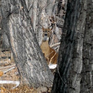 Deer on Our Walk Today