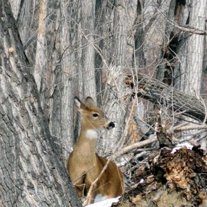 Deer on Our Walk Today