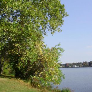 a a a a early autumn color 1