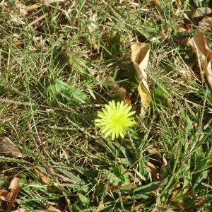 a a a a early autumn dandelion