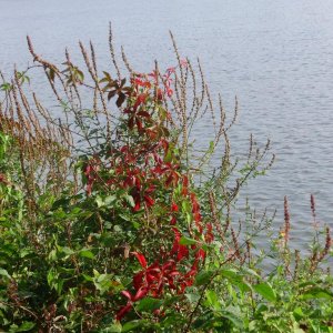 a a a a early autumn red wide