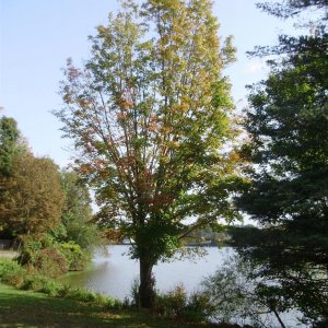 a a a a early autumn single tree L B 2