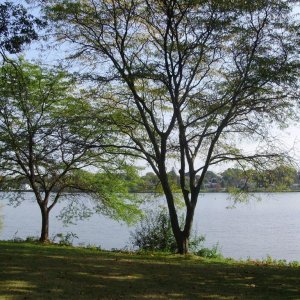 a a a a early autumn trees and shore 1