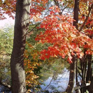 a a a a autumn tree red 1 L
