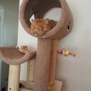 Victoria:
On one of the few cold rainy days in Phoenix I found her shivering at my sliding glass door. She was in pretty bad shape. With a little lovi