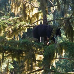 When strolling through the forest, don't forget to look up!