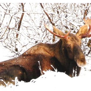 Januarymoose