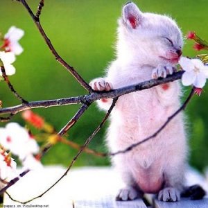 163291 Kitty Smelling Spring Blossom