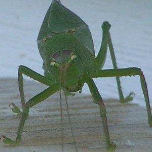 bug