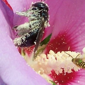 bee