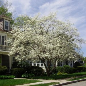 0 0 0 0 a a flowering tree in suburbia 2
