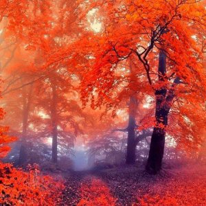 0 0 0 0 a a b b follow me autumn mist 1