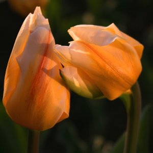 0 0 0 a a b b flowers for you tulips in love