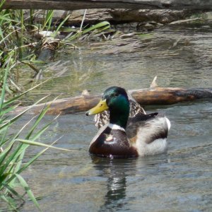 Male Mallard, Female Dunking Behind