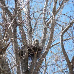 Owl in Nest