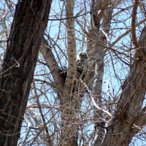 Owl in Nest