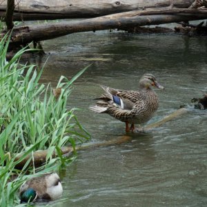 Mallard Ducks