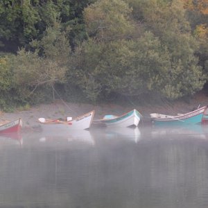 boats