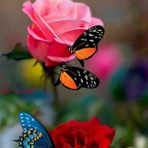 flowers and butterflies
