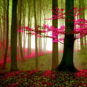 follow me magenta blossoms