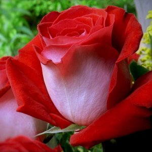christmas flower rose