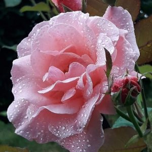 flowers for you pink r