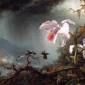 two fighting hummingbirds with two orchids martin johnson heade 1875