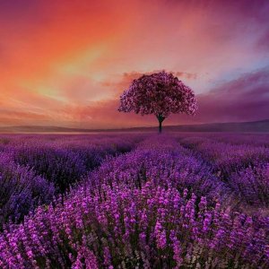follow me purps