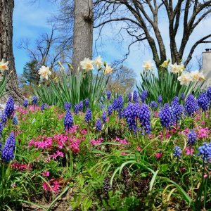 springbeautiful1
