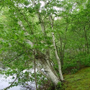 birches