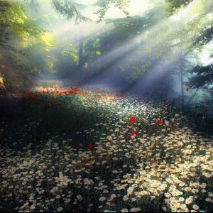 follow me sunshaft
