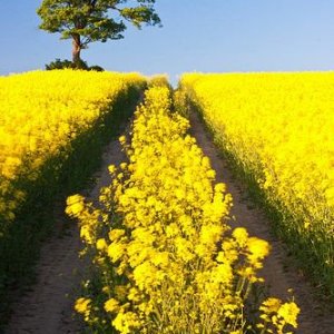 follow me yellow