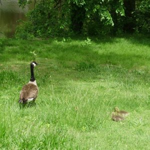 geese and goslings 1