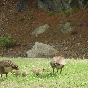 geese and goslings highway