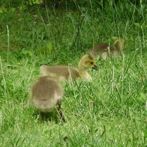tiny goslings