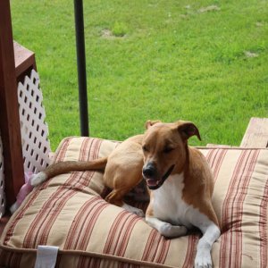 Lennie Relaxing on the same Hot Day
