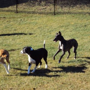 DSC03301Lennie & Carl & Their Cousin Monty, A Retired Grey Hound