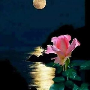 evening rose