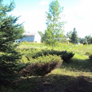 Looking up from Our woods to the house