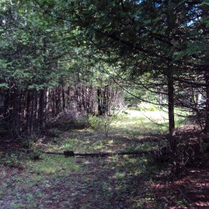 Walking through woods from house