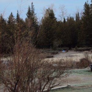 Looking towards our woods