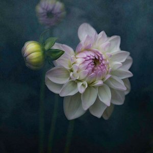 flowers for you pales