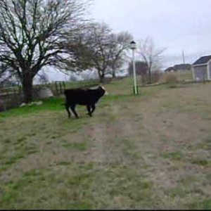 Christmas Round Up.wmv