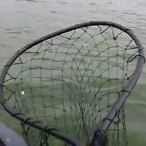 Blue catfishing