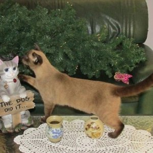 Tansy Christmas tree (2).jpg