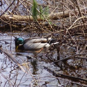 mallard 1.JPG