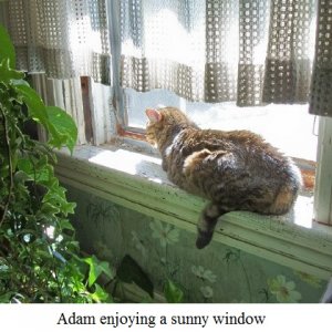 Adam in window.jpg