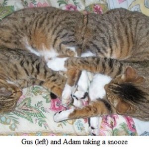 Gus & Adam napping1.jpg