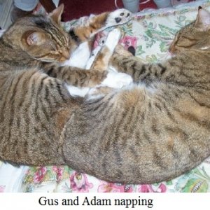 Gus & Adam napping2.jpg