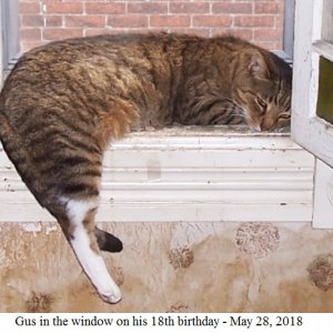 Gus in window.jpg
